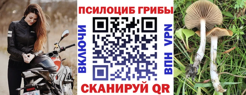 Галлюциногенные грибы Psilocybine cubensis  Моршанск 