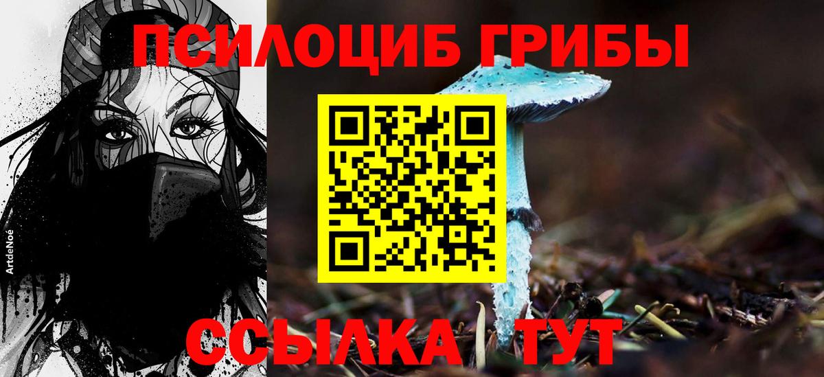 Моршанск  Псилоцибиновые грибы Cubensis  Вход с VPN 